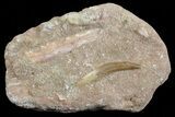 Fossil Plesiosaur (Zarafasaura) Tooth In Rock - Morocco #70306-1